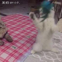 吃瓜群众陈大爷,揭秘娱乐圈那些事儿