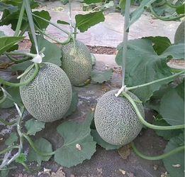 日本吃中国蜜瓜,中日美食文化交流的甜蜜见证