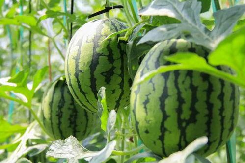 朝阳吃瓜群众今日吃瓜视频,今日热门吃瓜视频揭秘