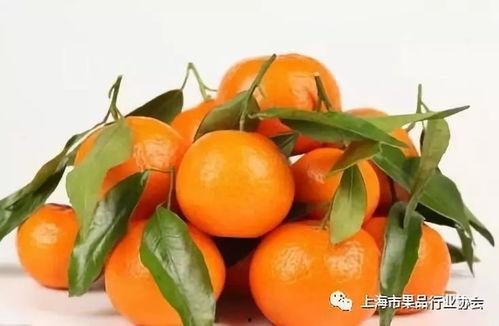 甜橘吃瓜,揭秘娱乐圈的甜蜜与瓜皮