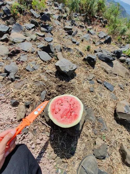 山上部落吃瓜,瓜果飘香中的原始生活画卷