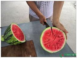 山上部落吃瓜,瓜果飘香中的原始生活画卷