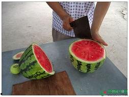 山上部落吃瓜,瓜果飘香中的原始生活画卷