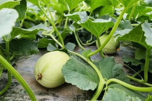 哈尔滨小情侣吃瓜,甜蜜日常中的意外插曲