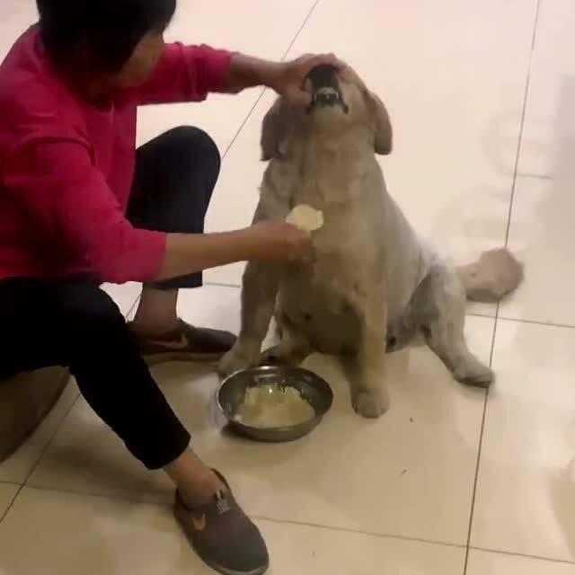 狗狗让奶奶吃瓜