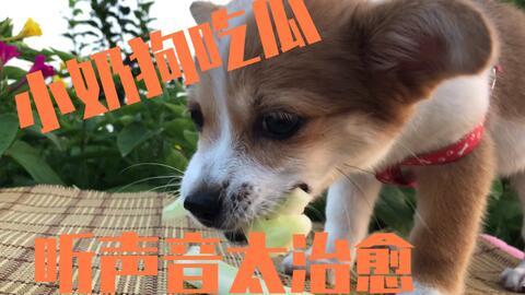 狗狗让奶奶吃瓜