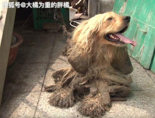 狗狗让奶奶吃瓜