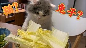 猫瓜菜怎么吃,探索美味与营养的完美融合