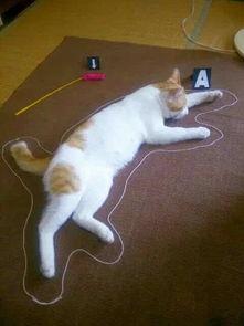 猫瓜菜怎么吃,探索美味与营养的完美融合