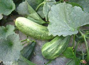 酥瓜可以炒着吃,家常美味新尝试