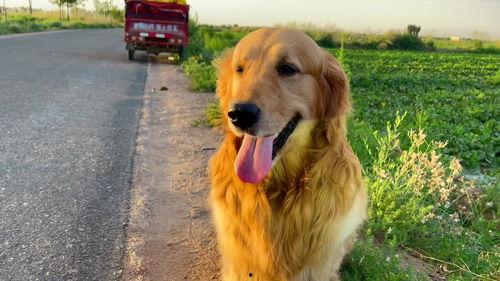 幼犬可以吃蜜瓜,蜜瓜，幼犬健康成长的甜蜜选择