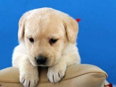 幼犬可以吃蜜瓜,蜜瓜，幼犬健康成长的甜蜜选择