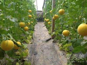 宝宝吃伊丽莎白瓜,营养丰富的伊丽莎白瓜食谱