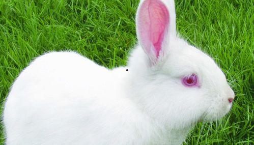 兔子1104吃瓜视频,揭秘吃瓜视频背后的趣味与热度