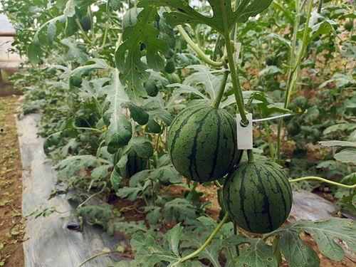 小伟吃瓜,揭秘娱乐圈那些不为人知的幕后故事