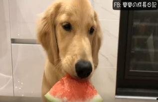 阿金吃瓜喵,揭秘娱乐圈那些不为人知的幕后故事