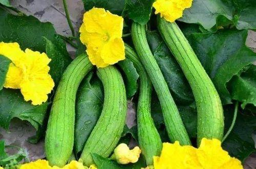 老人吃瓜苦味,探寻老人吃瓜苦味的智慧人生