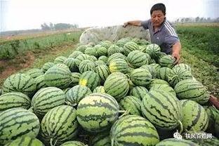 大郭吃瓜,揭秘娱乐圈幕后故事