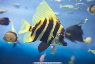 吃瓜热带鱼cp,甜蜜吃瓜日常，揭秘水下情缘