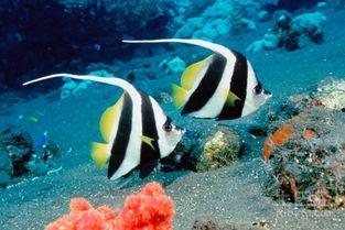 吃瓜热带鱼cp,甜蜜吃瓜日常，揭秘水下情缘