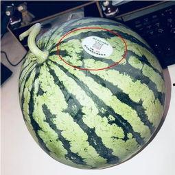 武陟网红吃瓜,揭秘网络红人的幕后故事