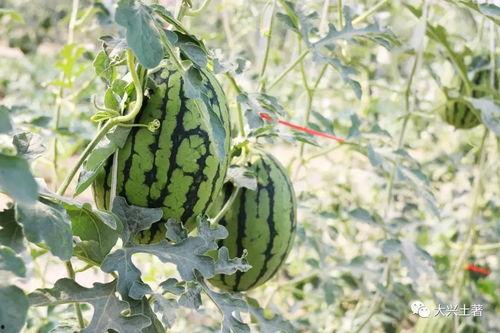 武陟网红吃瓜,揭秘网络红人的幕后故事