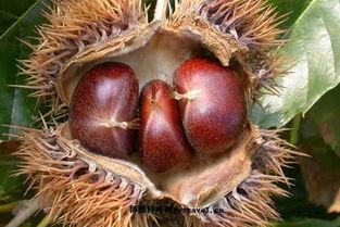 莱芜吃大瓜,吃大瓜，畅享清凉时光