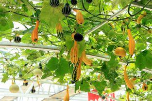 莱芜吃大瓜,吃大瓜，畅享清凉时光