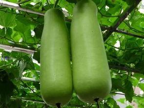 乳山供电公司吃瓜