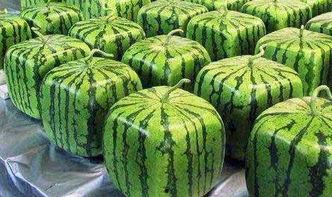 乳山供电公司吃瓜