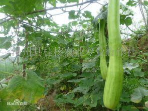 砍瓜能否晾干吃,晒干美味，尽享自然风味