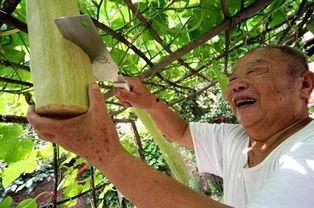 砍瓜能否晾干吃,晒干美味，尽享自然风味