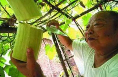 砍瓜能否晾干吃,晒干美味，尽享自然风味