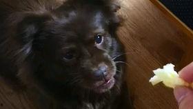 狗子围观吃瓜,趣味横生的宠物日常瞬间