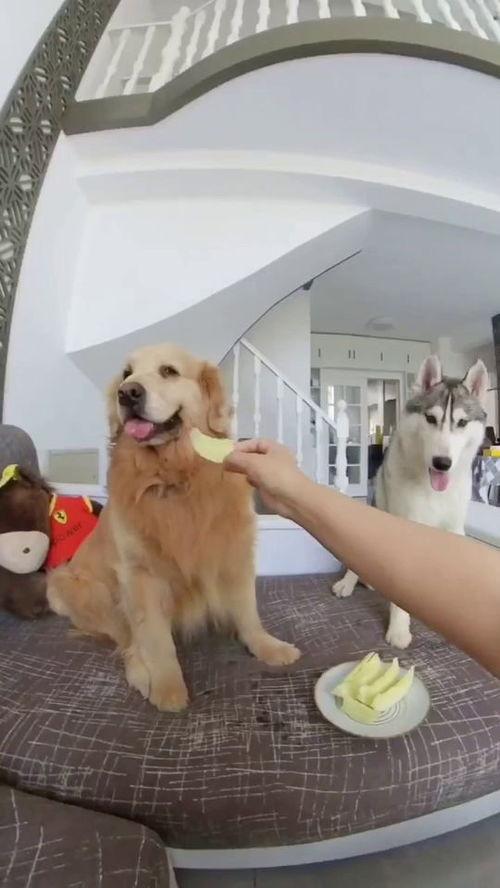 狗子围观吃瓜,趣味横生的宠物日常瞬间