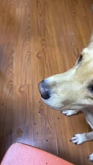 狗子围观吃瓜,趣味横生的宠物日常瞬间