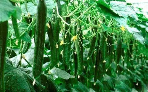 今日吃瓜必吃大瓜,揭秘娱乐圈最新重磅事件