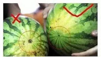 福州吧吃瓜,揭秘城市美食圈，吃瓜群众必看的美食攻略