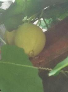 脑出血可以吃佛手瓜么,佛手瓜的适宜性探讨