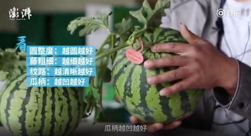 硬核吃瓜,揭秘娱乐圈背后的真相与内幕