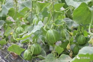 牛奶大树瓜怎么吃,牛奶大树瓜的创意食用指南