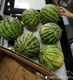 大学吃瓜免费,揭秘校园生活新潮流