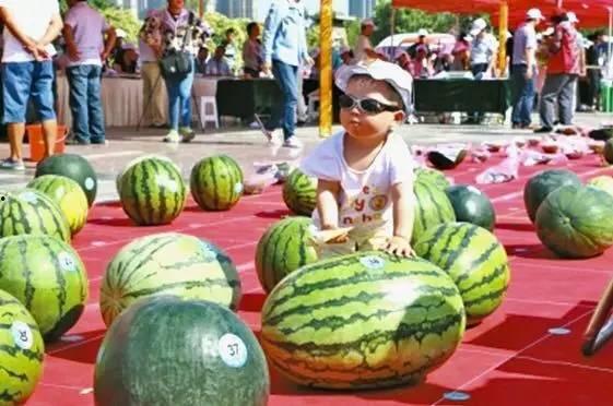 吃瓜大赛西瓜阜阳
