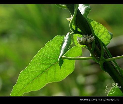 赖瓜瓢怎么吃,解锁美味新体验