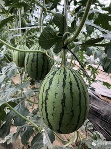 各种大网红吃瓜,揭秘各大网红背后的惊人内幕