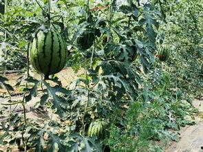 华北吃瓜,华北地区特色吃瓜文化探秘
