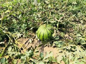 华北吃瓜,华北地区特色吃瓜文化探秘