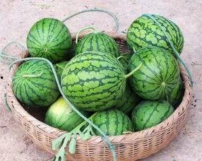 华北吃瓜,华北地区特色吃瓜文化探秘