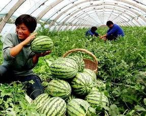 寿县老王吃瓜事件,一场引发社会热议的“瓜农维权”风波