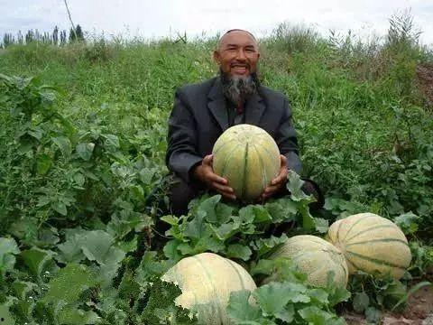 寿县老王吃瓜事件,一场引发社会热议的“瓜农维权”风波